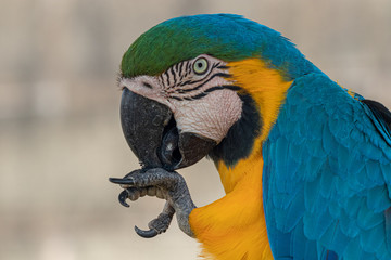 Arara Canindé em seu habitat