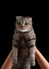 Gray cat on a black background. Striped cat on the raised hands of a girl. Lop-eared cat.