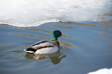 Drake swims in a frozen lake in winter, winter, spring.