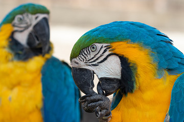 Arara Canindé  colorida azul Amarelo