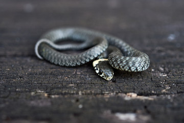 Grass snake (Natrix natrix) curled up on a wooden surface.