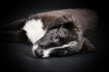 Süßer Hundewelpe im Studio mit schwarzem Hintergrund liegend schlafend 