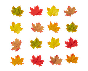 Autumn icon maple leaves texture. Background. Flat lay, Top view leaves Nature background