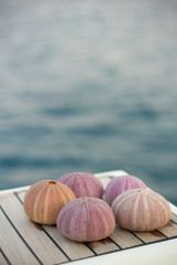 sea shell on the beach