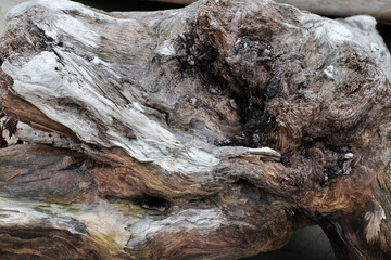 Treibholz, Holzstrukturen, Texturen, entstanden durch Salzwasser, Wind, sonne und Brandung