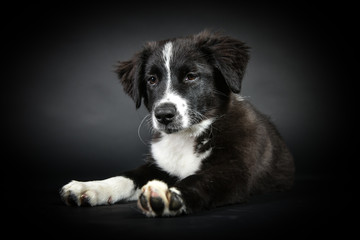 australian shepherd Süßer Hundewelpe im Studio mit schwarzem Hintergrund