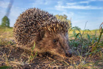 cute hedgehog