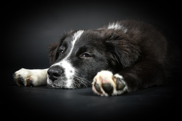 schlafender Welpe Hund auf schwarzem Hintergrund