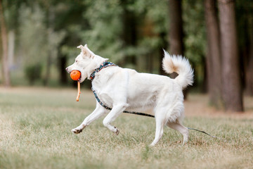 White Husky dog on a walk. Dog running and playing outdoor. Happy dog