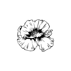 Poppy flower hand drawn vector illustration. Summer blooming honey plant black and white sketch. Monochrome floral engraving with calligraphy. Remembrance day symbol. Postcard, poster design element