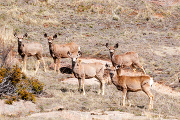 Herd of Mule Deer in the Sun
