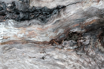 Treibholz, Holzstrukturen, Texturen, entstanden durch Salzwasser, Wind, sonne und Brandung