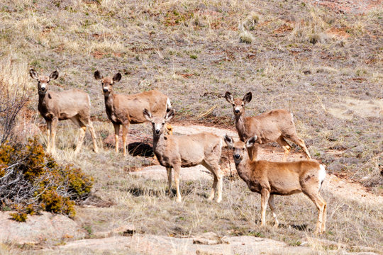 Herd of Mule Deer in the Sun © swkrullimaging