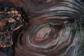Treibholz, Holzstrukturen, Texturen, entstanden durch Salzwasser, Wind, sonne und Brandung