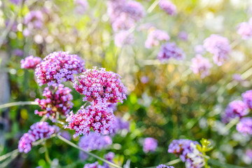 jolies fleurs mauves dans le jardin