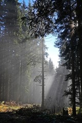 sun and fog on the morning in the forest