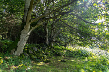 Obraz premium Tree with light entering from the side.