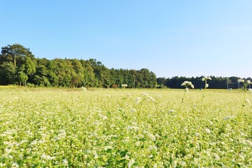 秋　風景　空　そばの花　杤木