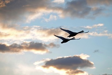 beautiful sunset and flying swans on the sky