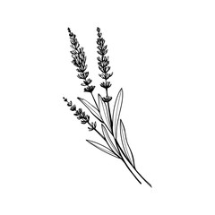 Lavender black and white vector sketch. Fragrant French wildflower with title. Violet summer honey plant sketched outline. Blooming aromatic Provence wild flower engraving. Aromatherapy scent © ilonitta