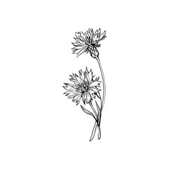 Cornflower black ink vector illustration. Summer meadow flower, honey plant with name engraved sketch. Common knapweed outline. Centaurea nigra botanical black and white drawing with inscription - obrazy, fototapety, plakaty