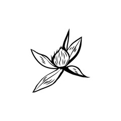 Clover flowers black and white illustration. Blooming honey plant with title Trefoil. Irish shamrock, floral luck symbol with three leaves. Botanical outlines sketch. Postcard design element