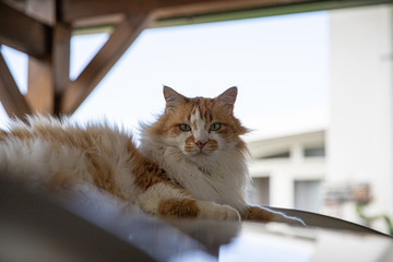 Chat majestueux