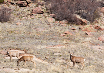 Herd of Mule Deer in the Sun