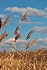 wheat field and blue sky with clouds