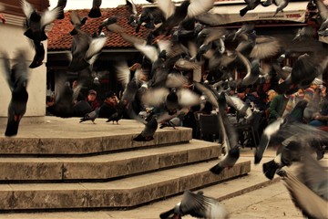 Fly away