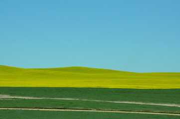 Obraz premium Canola Field Paired to a Clear Blue Sky