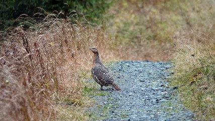 beautiful portrait of a capercaillie hen in the forest