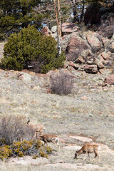 Herd of Mule Deer in the Sun