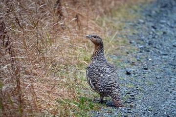 beautiful portrait of a capercaillie hen in the forest