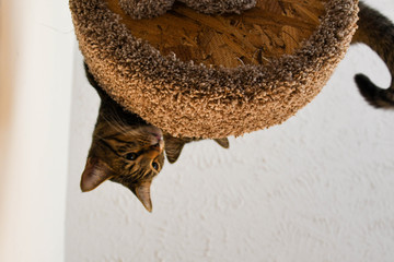 Kitty Tree