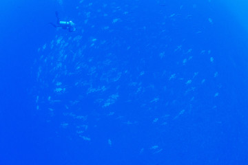 パラオ_ペリリュー_スキューバダイビング