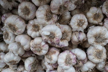 Koblauch knollen, Zweibeln auf dem Markt