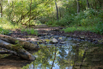 Fototapeta premium stream in forest