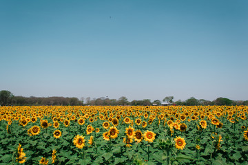 Fototapeta premium Campo de girasoles