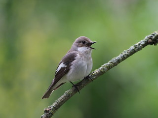 Trauerschn&auml;pper