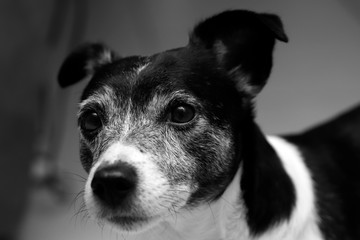La communication avec les chiens
