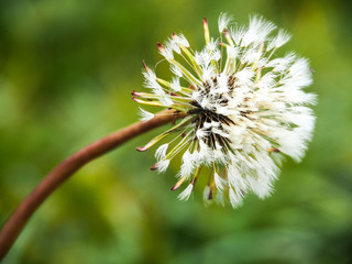 Fluffy dandelion on a wet autumn morning