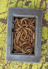 Würmer in Metallrahmen auf zerkratztem gelben Metallhintergrund