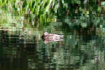 Un canard se repose