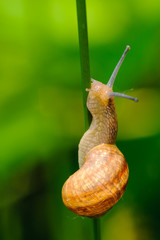 Small Snail Helix pomatia climbs the grass after rain.	