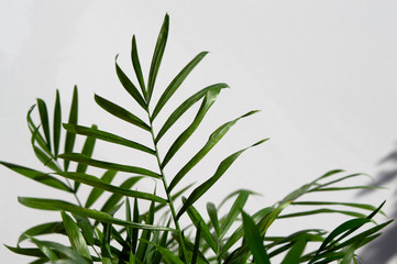 Neanthe bella palm (Chamaedorea elegans) leaves with water drops on white background
