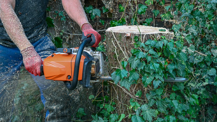An Arborist or Tree Surgeon uses a chainsaw to cut a tree stump