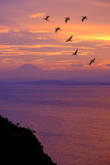 Birds flying in the evening, beautiful light in the sea in japan