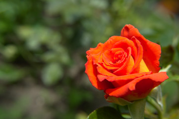 Single orange and peach rose on green background with leaves blossoming in the garden.