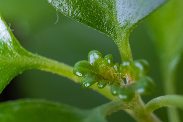 macro verde